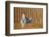 Curious Young Kitten Looking over a Table-Dirk Ott-Framed Photographic Print