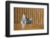 Curious Young Kitten Looking over a Table-Dirk Ott-Framed Photographic Print