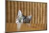 Curious Young Kitten Looking over a Table-Dirk Ott-Mounted Photographic Print