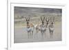 Curious young pronghorns.-Ken Archer-Framed Photographic Print