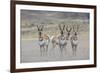 Curious young pronghorns.-Ken Archer-Framed Photographic Print