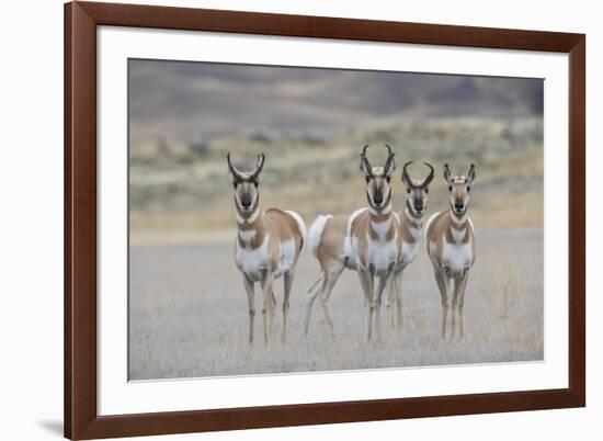 Curious young pronghorns.-Ken Archer-Framed Photographic Print