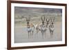 Curious young pronghorns.-Ken Archer-Framed Photographic Print