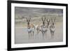 Curious young pronghorns.-Ken Archer-Framed Photographic Print