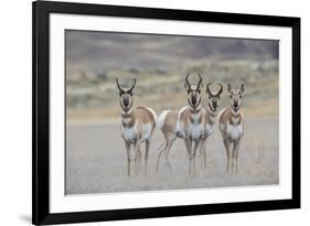 Curious young pronghorns.-Ken Archer-Framed Photographic Print