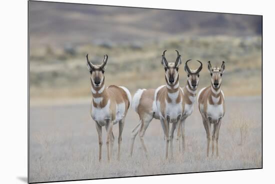 Curious young pronghorns.-Ken Archer-Mounted Photographic Print