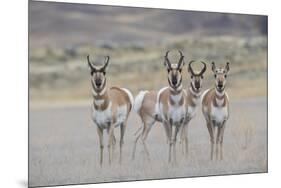 Curious young pronghorns.-Ken Archer-Mounted Photographic Print