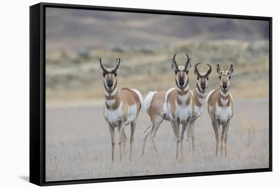 Curious young pronghorns.-Ken Archer-Framed Stretched Canvas