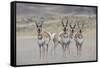 Curious young pronghorns.-Ken Archer-Framed Stretched Canvas