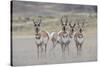 Curious young pronghorns.-Ken Archer-Stretched Canvas