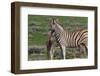 Curious Young Zebra and Her Mother-Circumnavigation-Framed Photographic Print