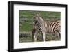 Curious Young Zebra and Her Mother-Circumnavigation-Framed Photographic Print