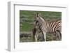 Curious Young Zebra and Her Mother-Circumnavigation-Framed Photographic Print