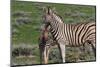 Curious Young Zebra and Her Mother-Circumnavigation-Mounted Photographic Print