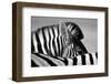 Curious Zebra-Marc Pelissier-Framed Photographic Print