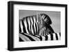 Curious Zebra-Marc Pelissier-Framed Photographic Print