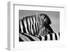 Curious Zebra-Marc Pelissier-Framed Photographic Print