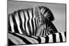 Curious Zebra-Marc Pelissier-Mounted Photographic Print