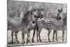 Curious Zebras-Scott Bennion-Mounted Photo