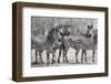 Curious Zebras-Scott Bennion-Framed Photo