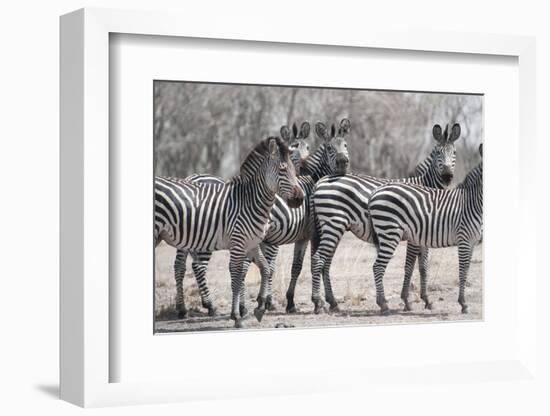 Curious Zebras-Scott Bennion-Framed Photo