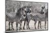 Curious Zebras-Scott Bennion-Mounted Photo