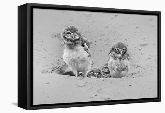 Curious-Jun Zuo-Framed Stretched Canvas