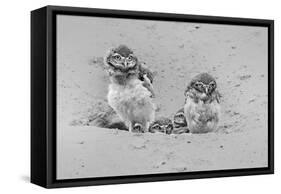 Curious-Jun Zuo-Framed Stretched Canvas