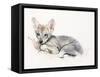 Curled Arabian Wolf Pup, 2009-Mark Adlington-Framed Stretched Canvas