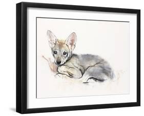 Curled Arabian Wolf Pup, 2009-Mark Adlington-Framed Giclee Print