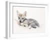 Curled Arabian Wolf Pup, 2009-Mark Adlington-Framed Giclee Print