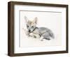 Curled Arabian Wolf Pup, 2009-Mark Adlington-Framed Giclee Print