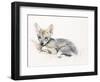 Curled Arabian Wolf Pup, 2009-Mark Adlington-Framed Giclee Print