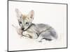 Curled Arabian Wolf Pup, 2009-Mark Adlington-Mounted Giclee Print