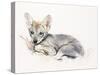 Curled Arabian Wolf Pup, 2009-Mark Adlington-Stretched Canvas