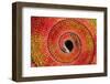 Curled circular pattern of red scales on Panther Chameleon tail, native to Madagascar-Adam Jones-Framed Photographic Print