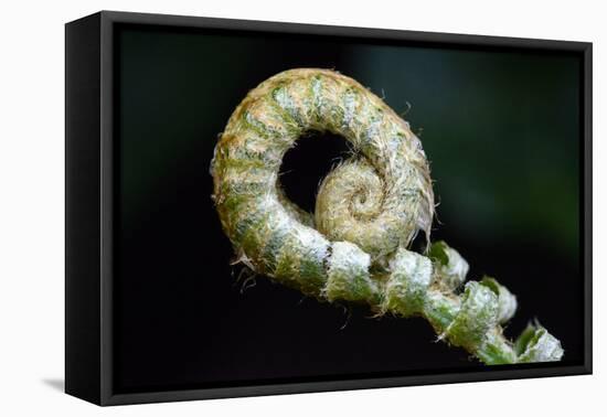 Curled Fern Tip-Matt Freedman-Framed Stretched Canvas