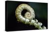 Curled Fern Tip-Matt Freedman-Stretched Canvas