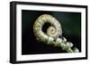 Curled Fern Tip-Matt Freedman-Framed Photographic Print