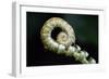 Curled Fern Tip-Matt Freedman-Framed Photographic Print