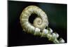 Curled Fern Tip-Matt Freedman-Mounted Photographic Print