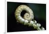 Curled Fern Tip-Matt Freedman-Framed Photographic Print