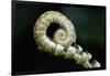 Curled Fern Tip-Matt Freedman-Framed Photographic Print