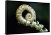 Curled Fern Tip-Matt Freedman-Framed Stretched Canvas