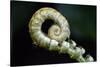 Curled Fern Tip-Matt Freedman-Stretched Canvas