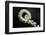 Curled Fern Tip-Matt Freedman-Framed Photographic Print