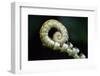 Curled Fern Tip-Matt Freedman-Framed Photographic Print