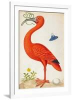 Curlew Catesby (or Scarlet Ibis)-Maria Sibylla Merian-Framed Art Print