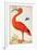 Curlew Catesby (or Scarlet Ibis)-Maria Sibylla Merian-Framed Art Print