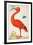 Curlew Catesby (or Scarlet Ibis)-Maria Sibylla Merian-Framed Art Print